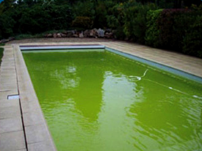 piscine autoportée algues vertes