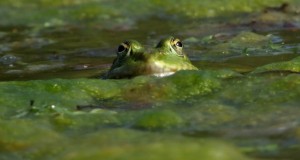 grenouille dans bassin vert