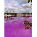 Colorant piscine Fuschia Aquacouleur