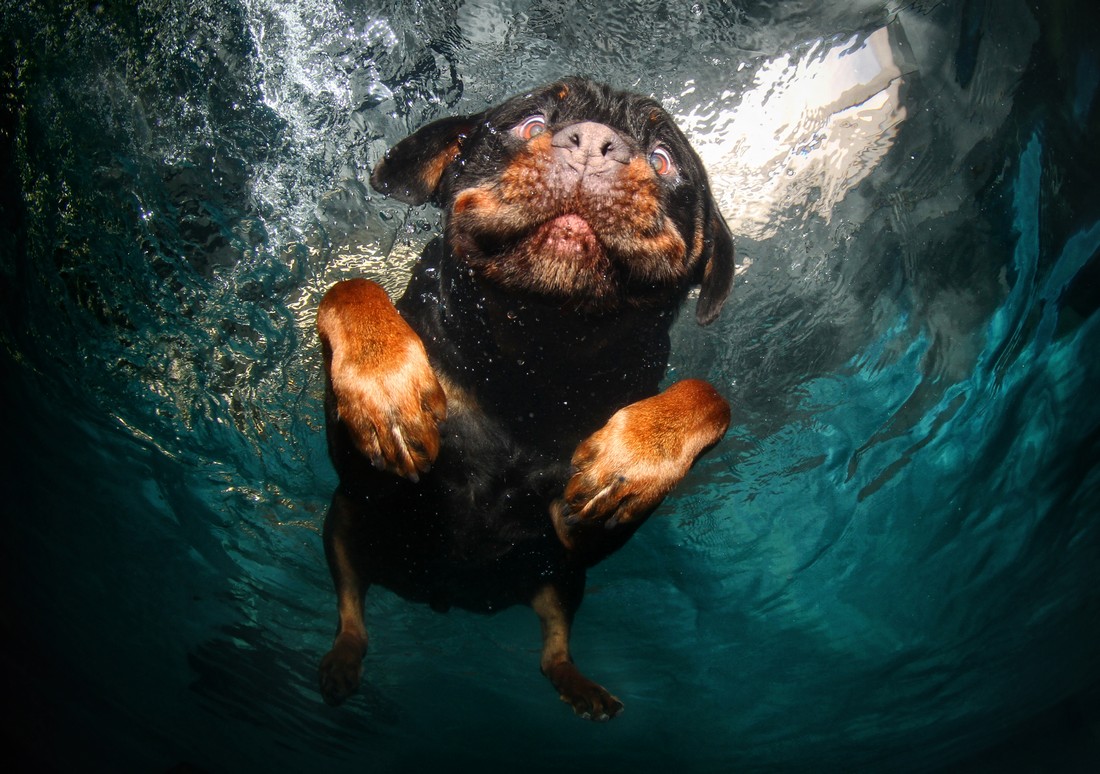 Животные под водой