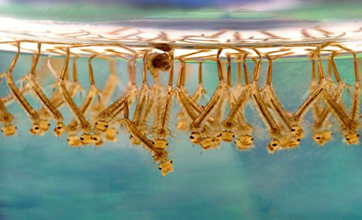 Des larves de moustique à la surface de l'eau