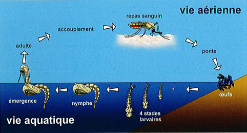 Cycle de vie d'un moustique